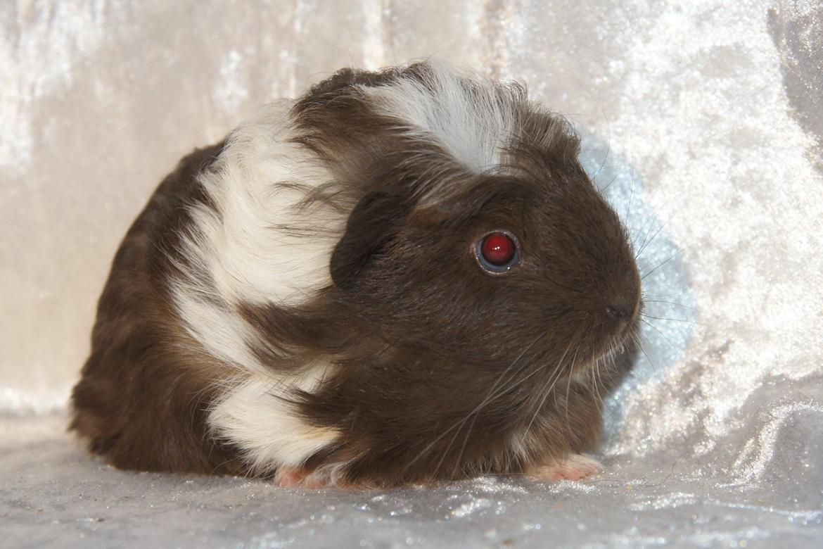 Marsvin Hauge´s Nova billede 3