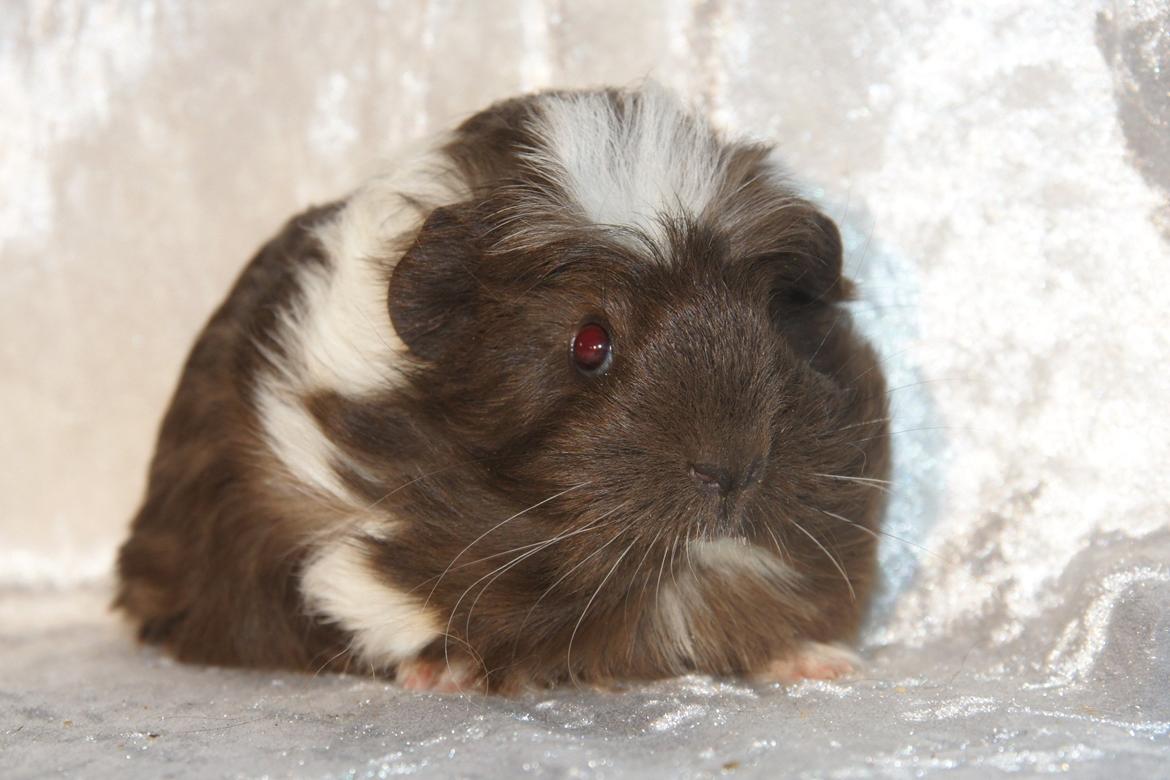 Marsvin Hauge´s Nova billede 1