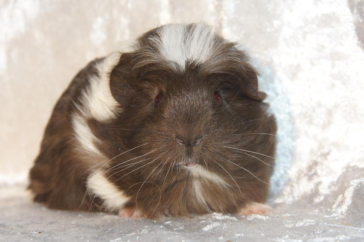 Marsvin Hauge´s Nova billede 2