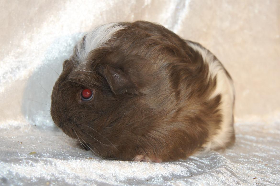 Marsvin Hauge´s Nova billede 19