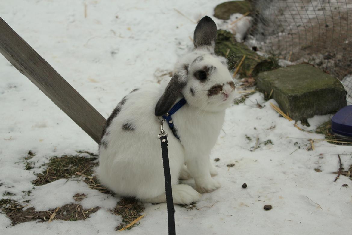 Kanin Winds Giyan billede 24