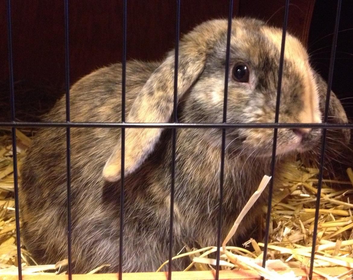 Kanin Cato og vanilje billede 9