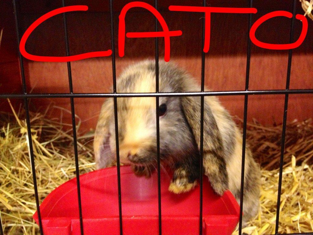 Kanin Cato og vanilje billede 18