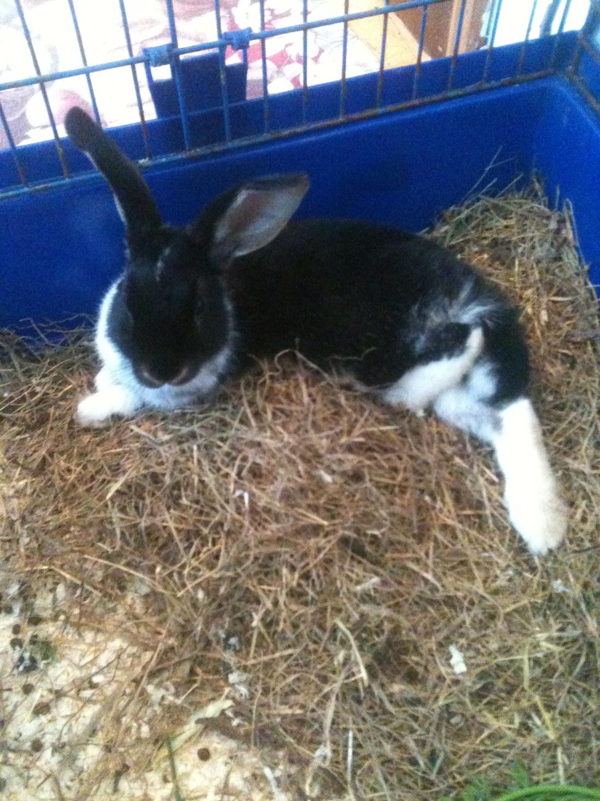 Kanin Snuske billede 1