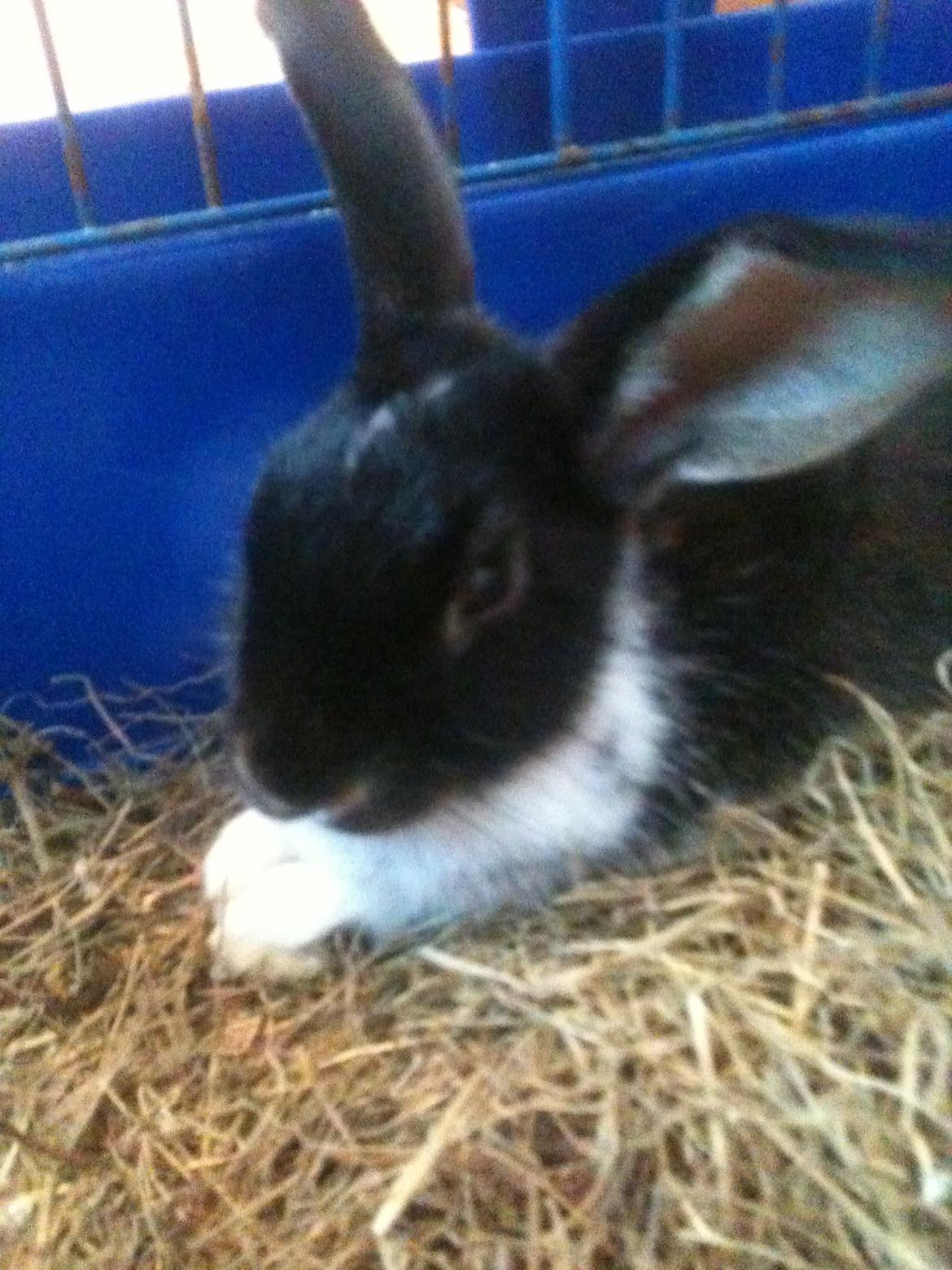 Kanin Snuske billede 2