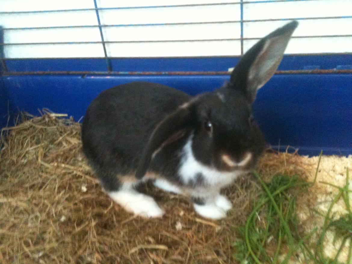 Kanin Snuske billede 3