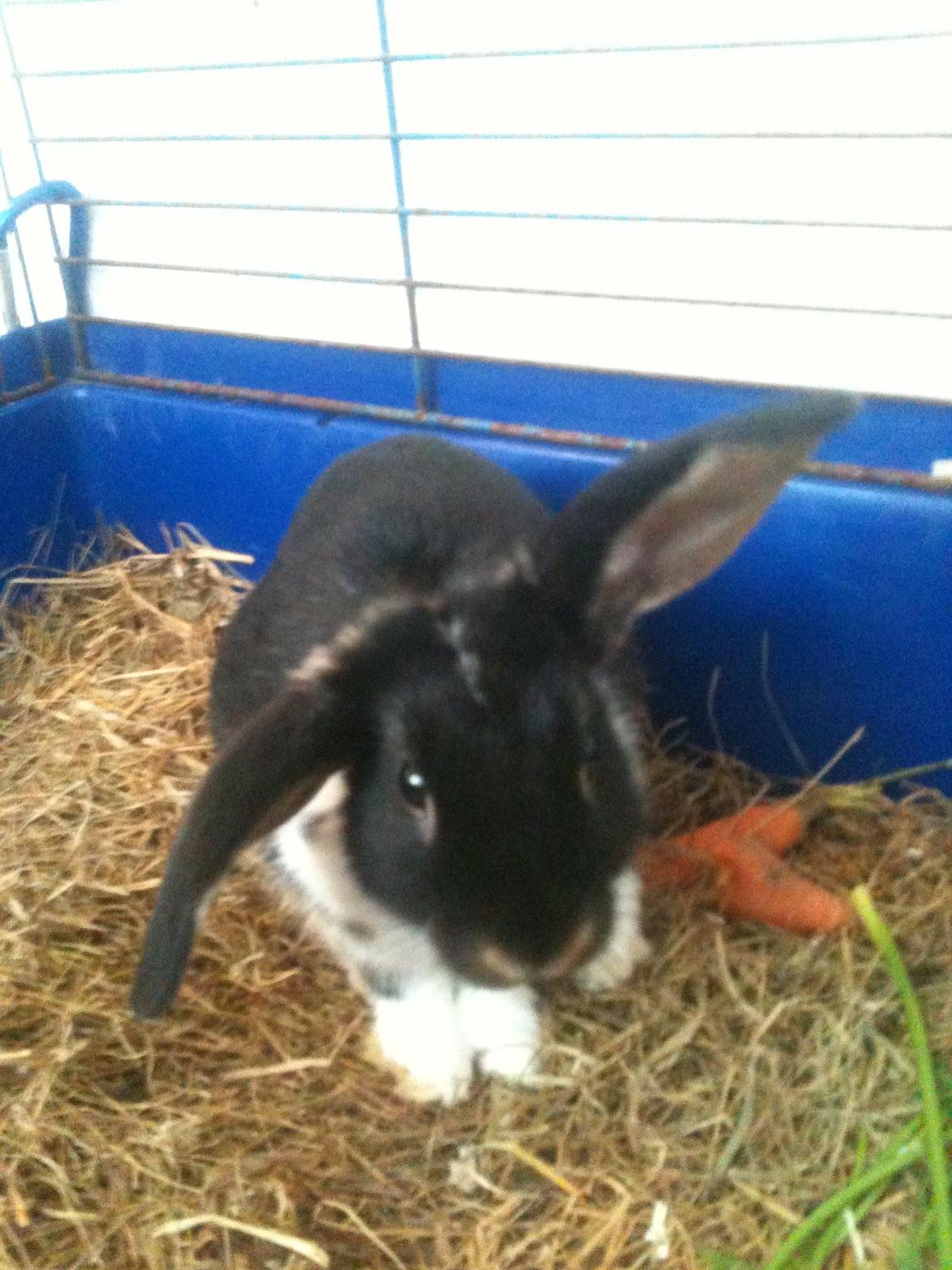 Kanin Snuske billede 4