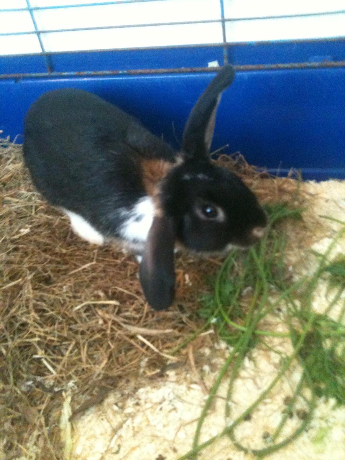 Kanin Snuske billede 5