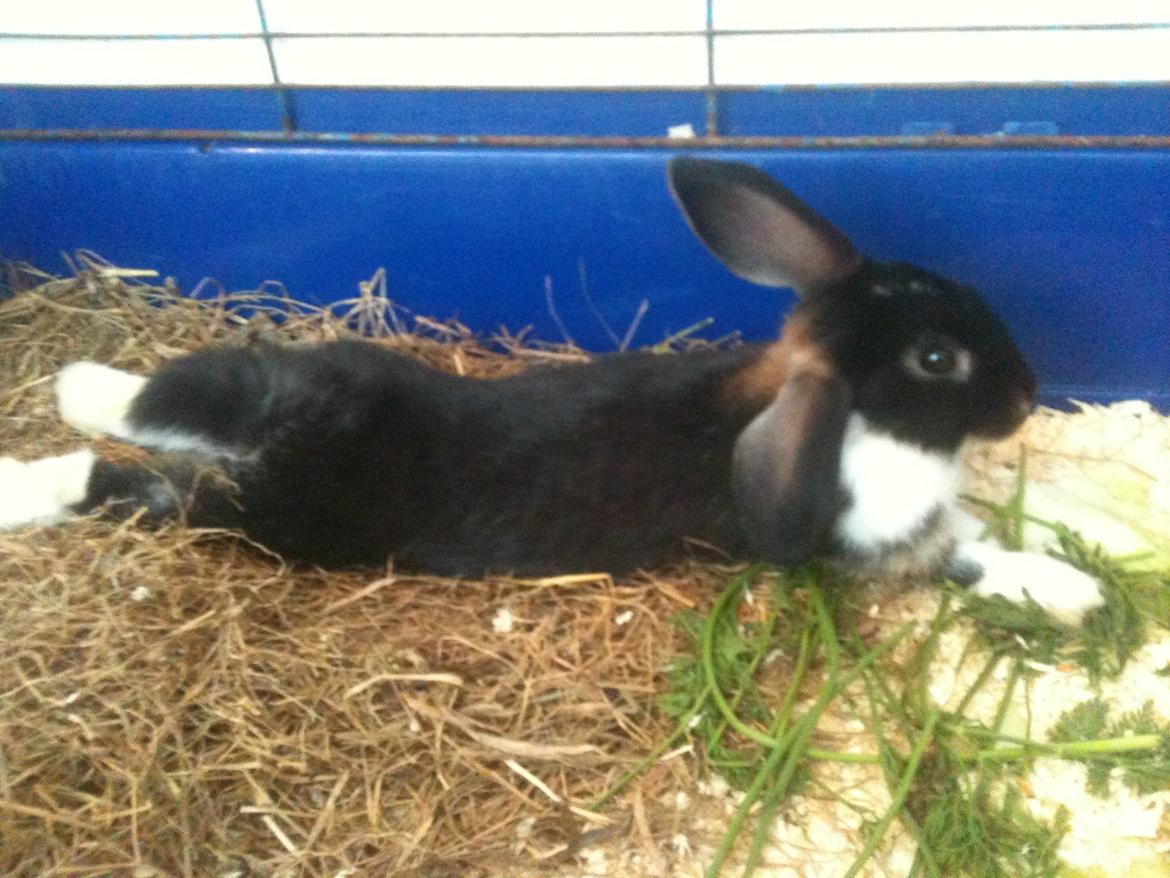 Kanin Snuske billede 6