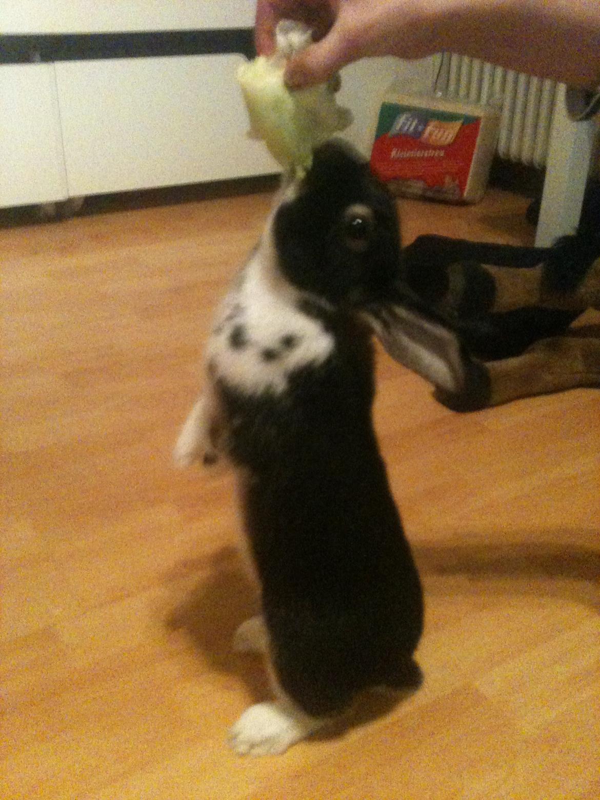 Kanin Snuske billede 7