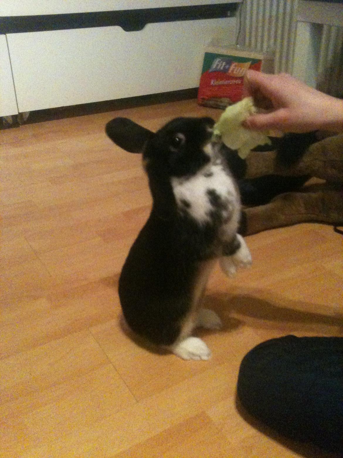 Kanin Snuske billede 8