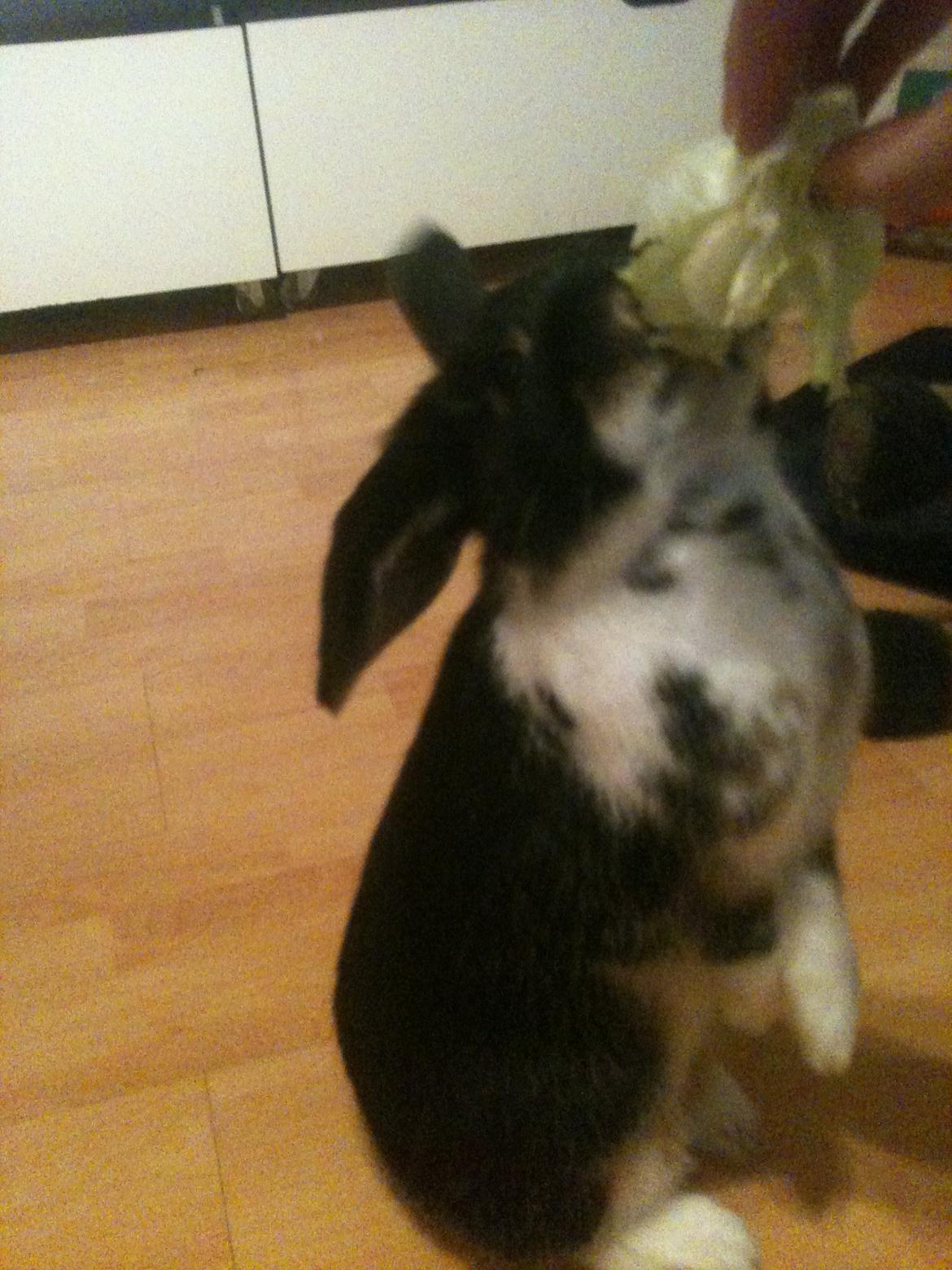 Kanin Snuske billede 9