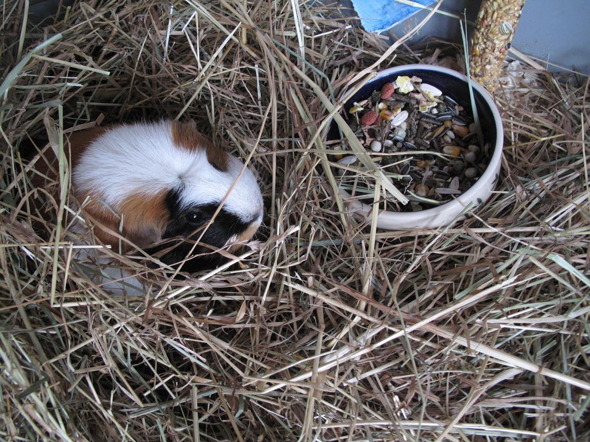 Marsvin Brunpote <3 - Hygger sig  billede 3