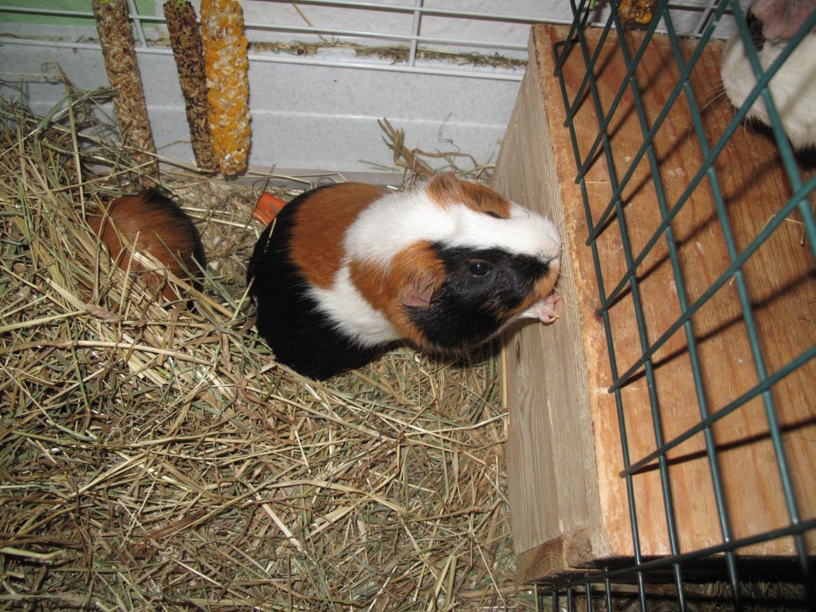 Marsvin Brunpote <3 - Brunpote hilser på Hantus, på den anden side af hegnet :) billede 7