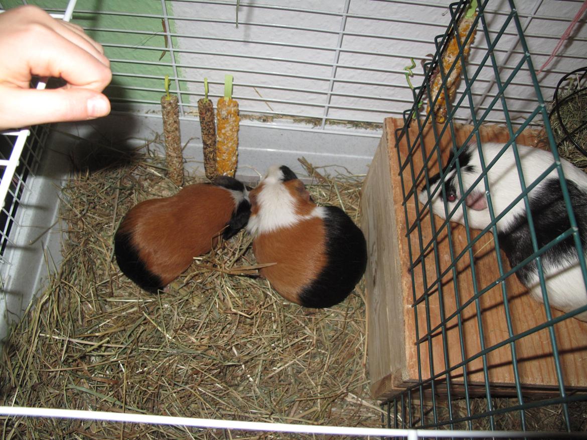 Marsvin Brunpote <3 - Brunpote med hendes søster Spidstand og hendes unge (som nu er voksen) Hantus :) billede 9