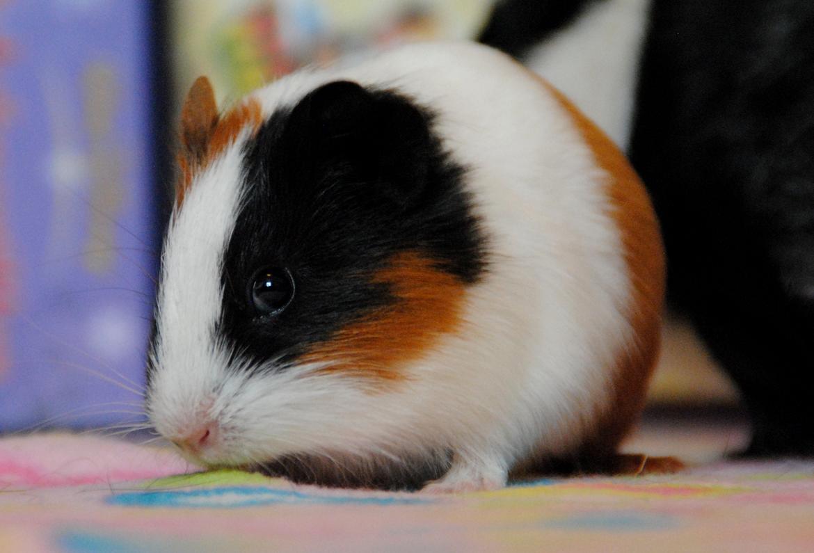 Marsvin | Mille My - Ude i løbegården :-D
27-01-2013 billede 4