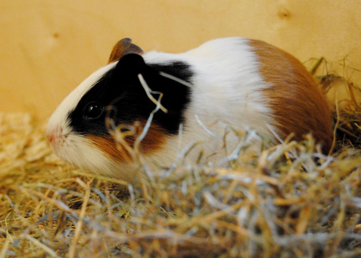 Marsvin | Mille My - 25-01-2013 :-D billede 20