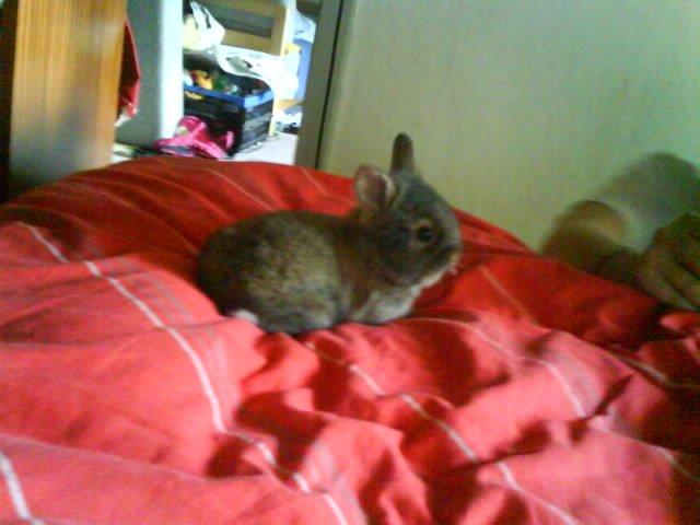 Kanin bella. - Bella  som lille billede 10