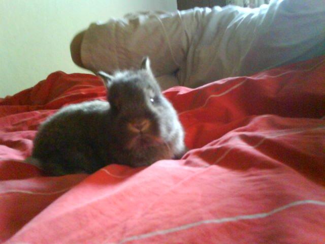 Kanin bella. billede 11