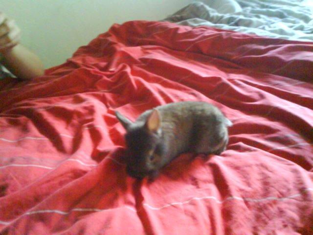 Kanin bella. billede 12