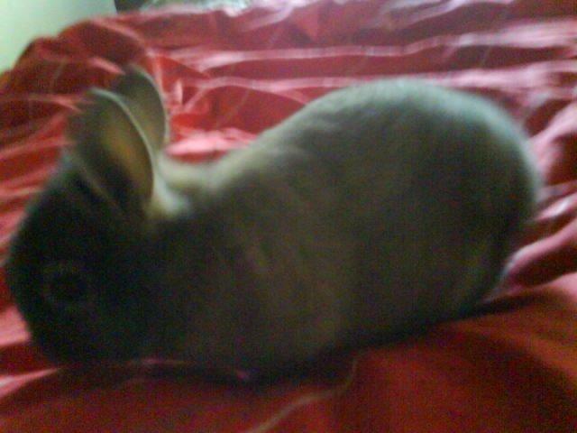 Kanin bella. billede 13