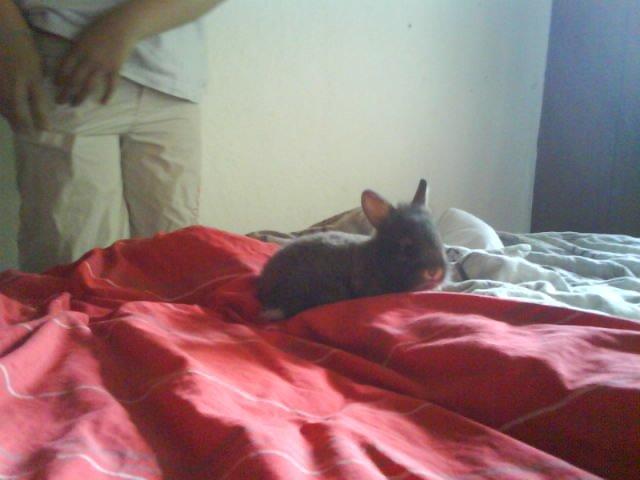 Kanin bella. billede 14