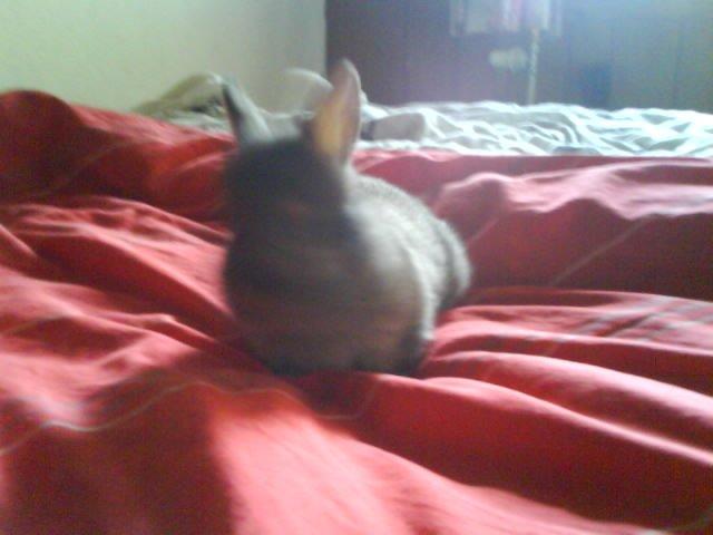 Kanin bella. billede 15