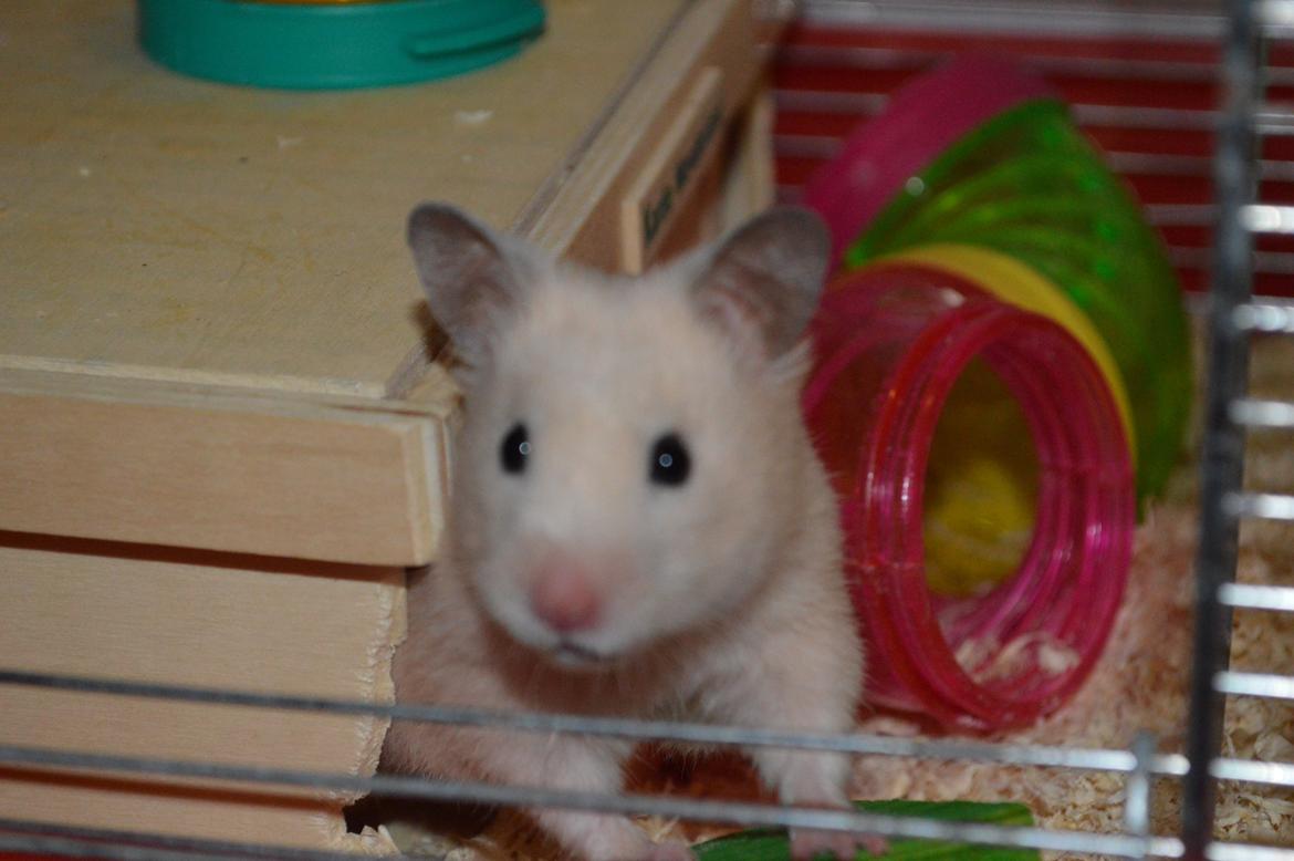 Hamster Maisie billede 8