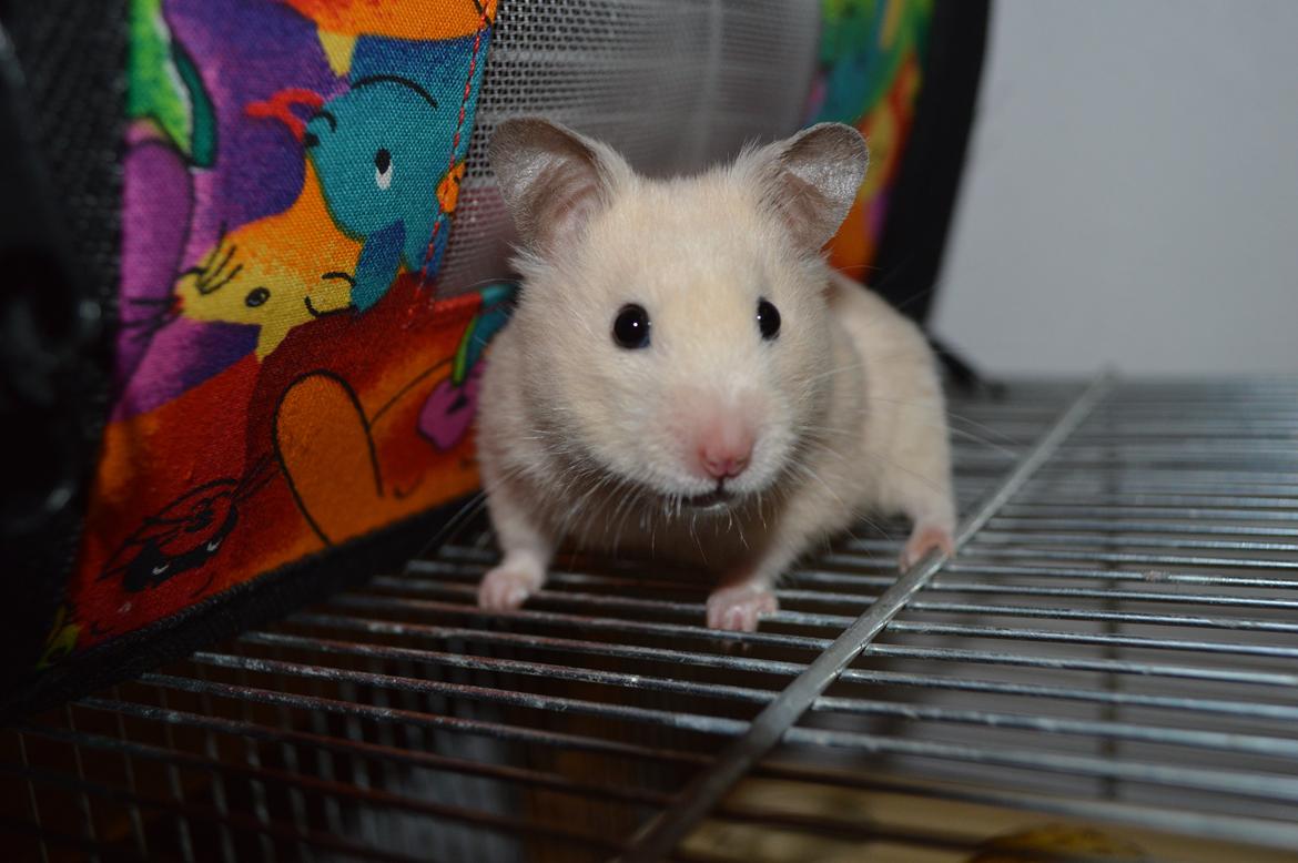 Hamster Maisie billede 4
