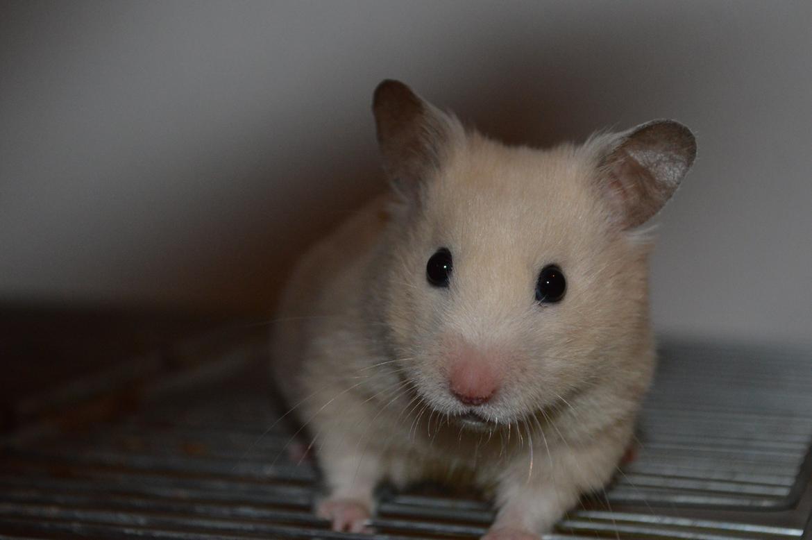 Hamster Maisie billede 5