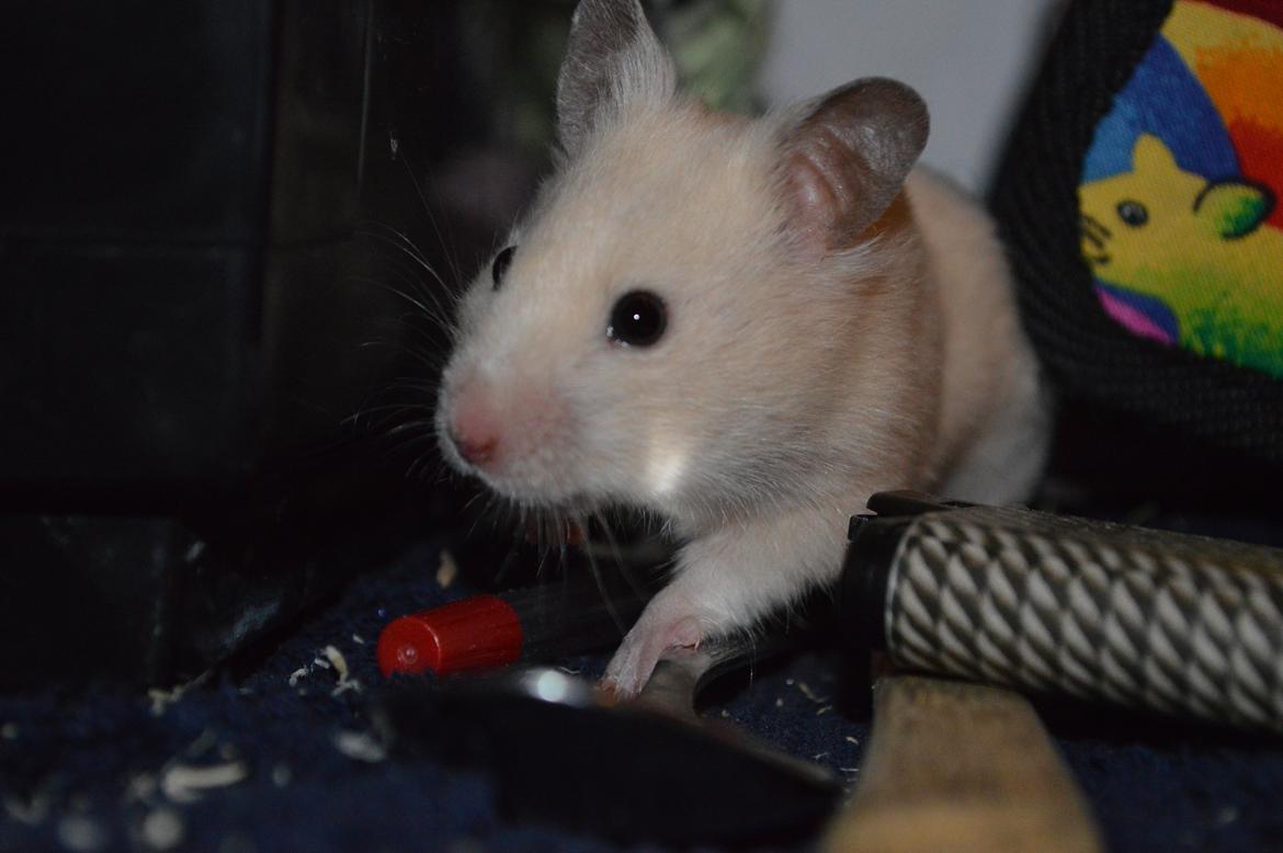Hamster Maisie billede 7