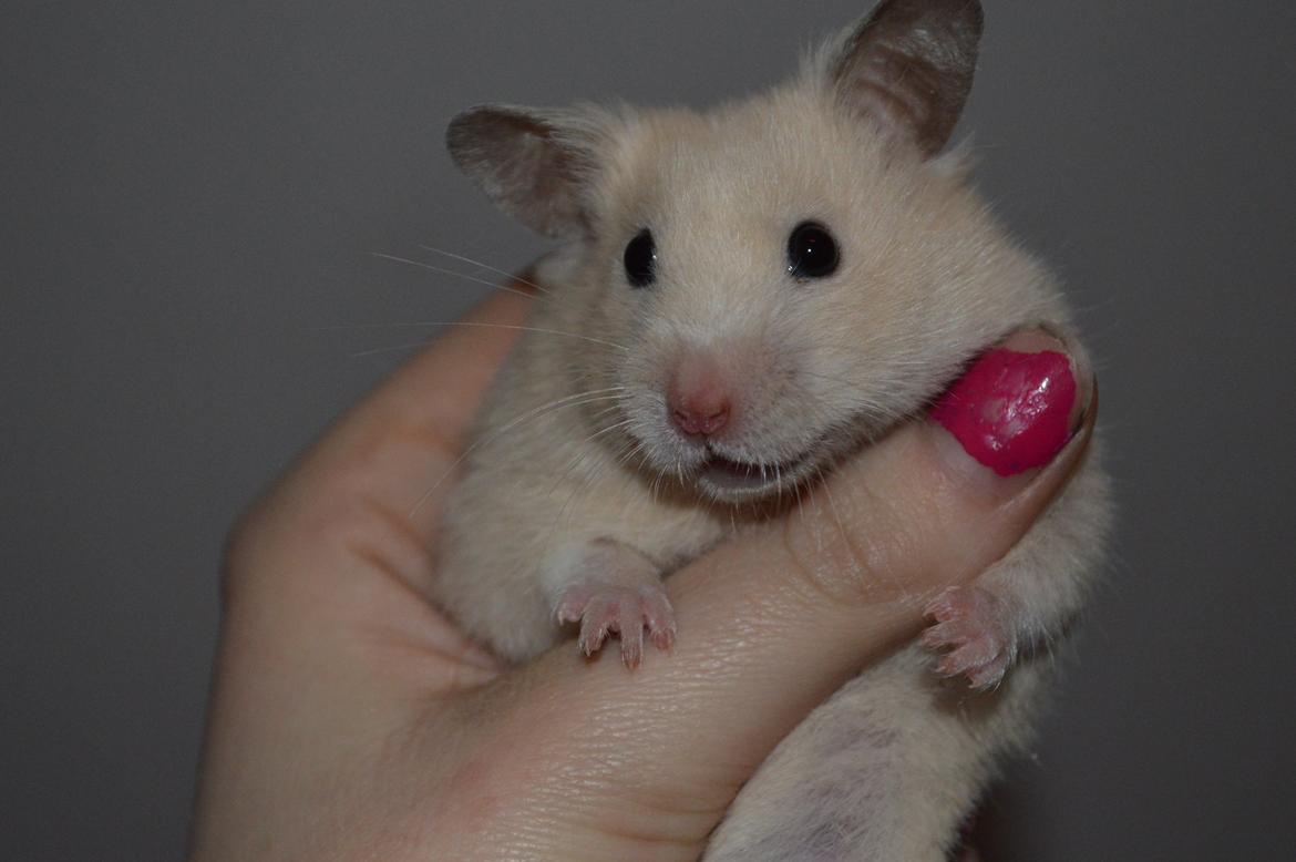Hamster Maisie billede 6
