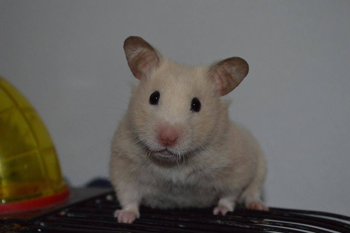Hamster Maisie billede 2