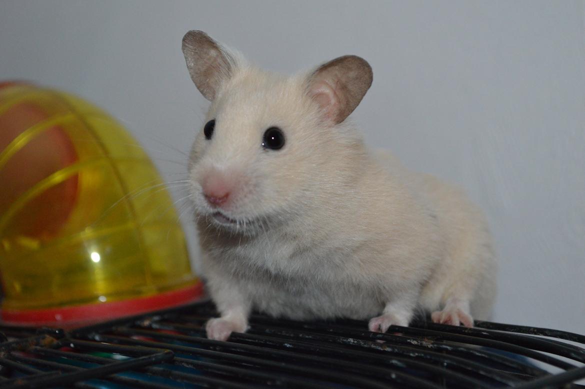 Hamster Maisie billede 3