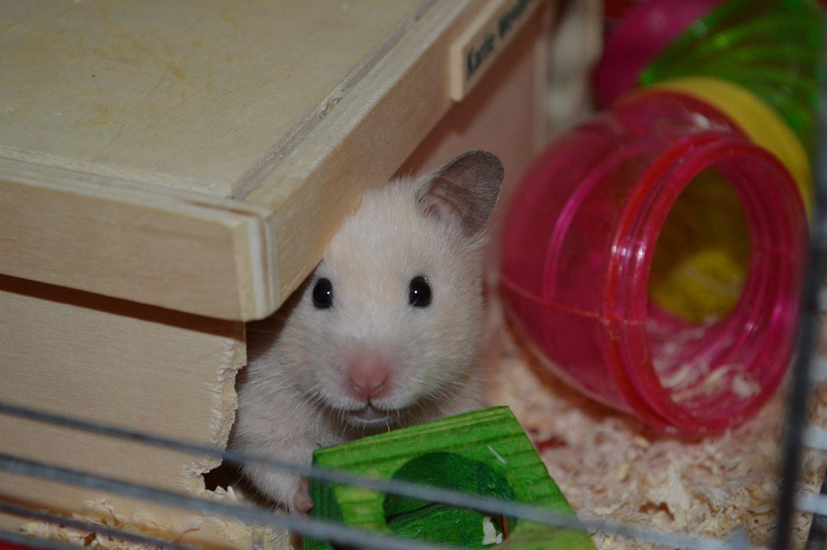 Hamster Maisie billede 1