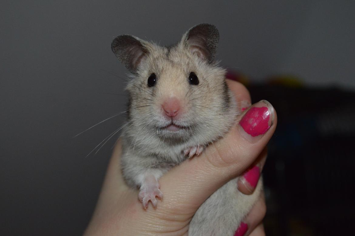 Hamster Selena billede 9