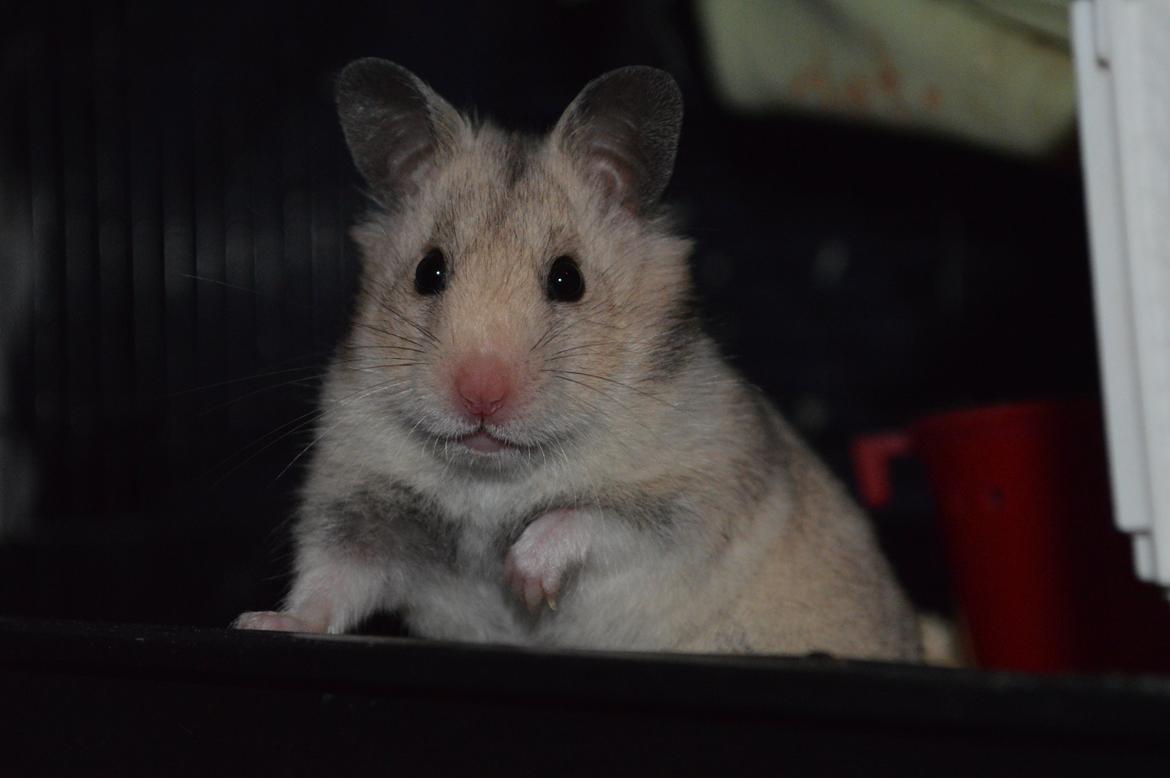 Hamster Selena billede 1