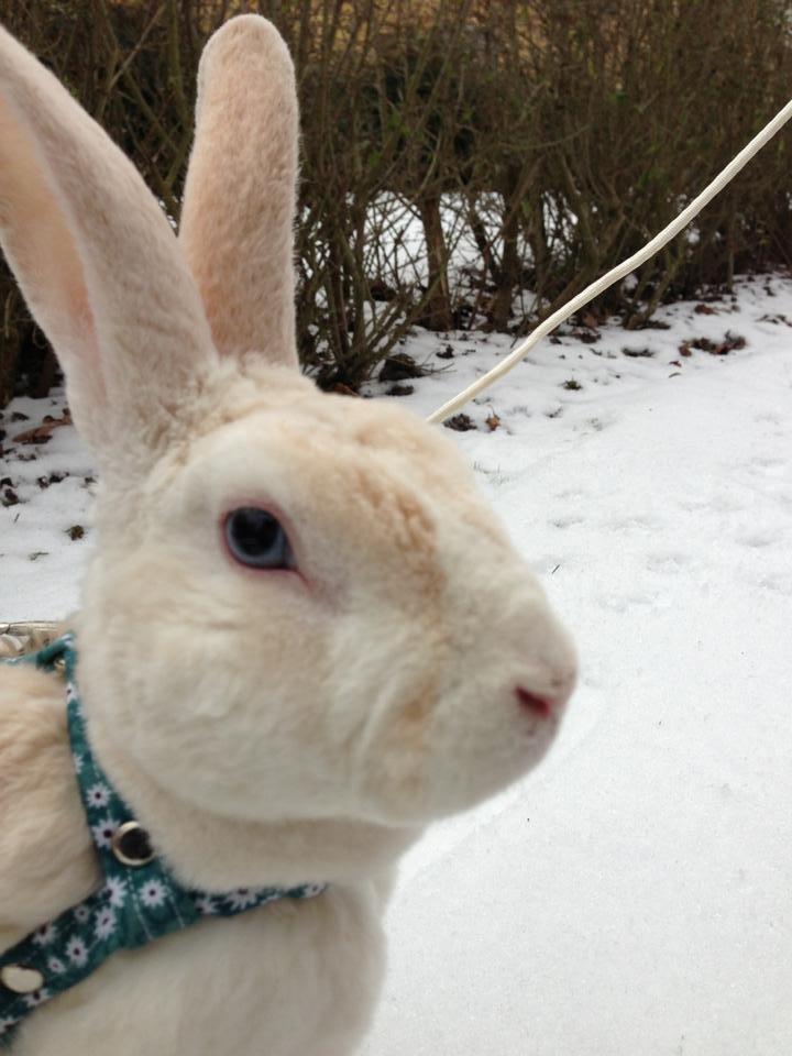 Kanin Hanekulle's Orfeus billede 4