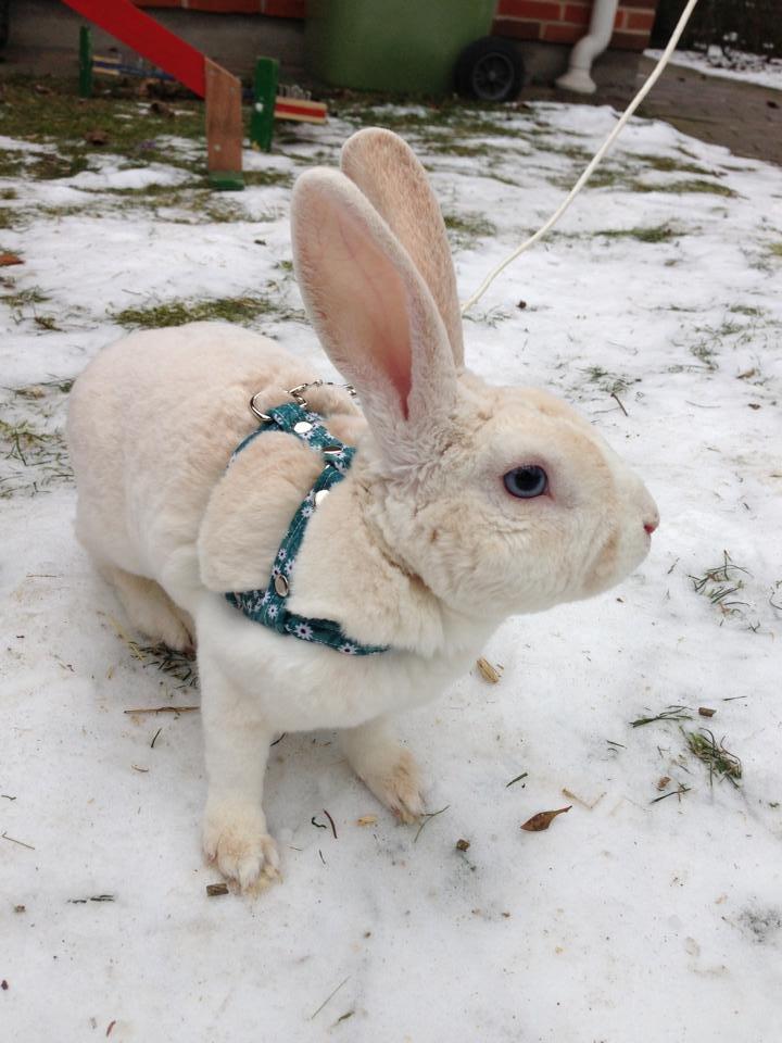 Kanin Hanekulle's Orfeus billede 3