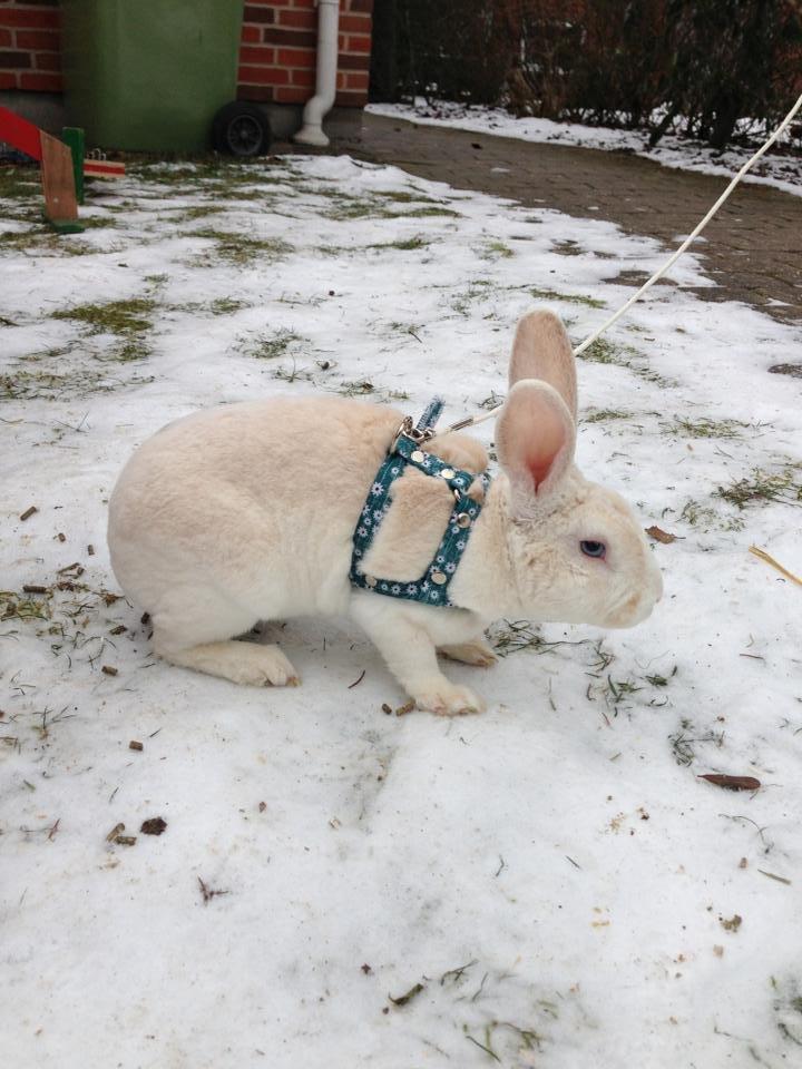 Kanin Hanekulle's Orfeus billede 2