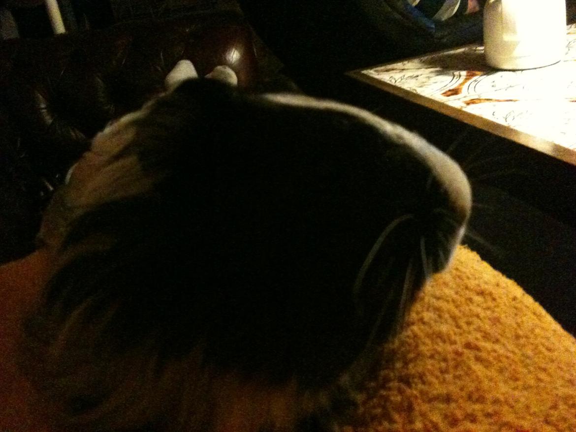 Marsvin Daddy<3 - Daddy billede 1