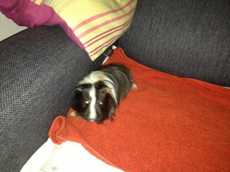 Marsvin Daddy<3 billede 2