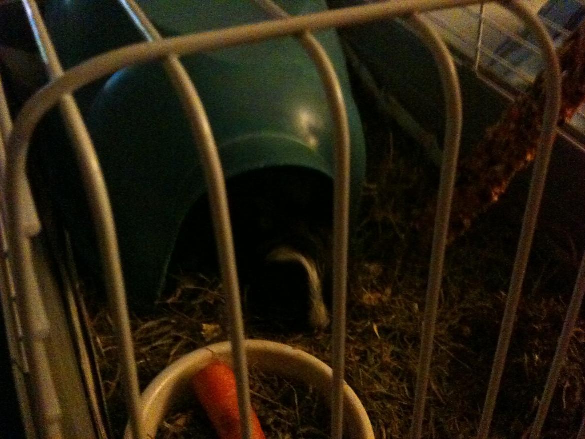 Marsvin Daddy<3 - Puha så blev man træt billede 4