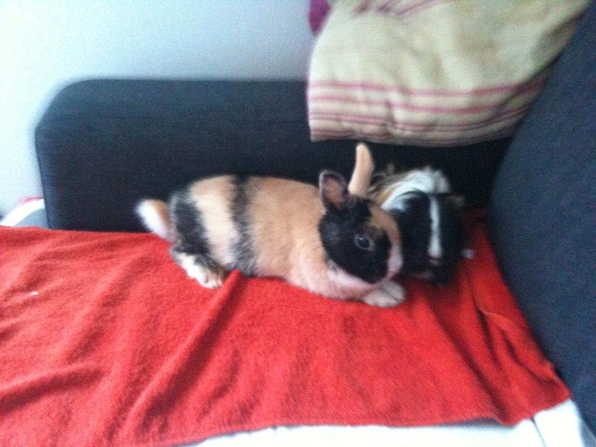 Marsvin Daddy<3 - Her er han med den ene af mine kaniner Minna, de to elsker at putte sammen. billede 5