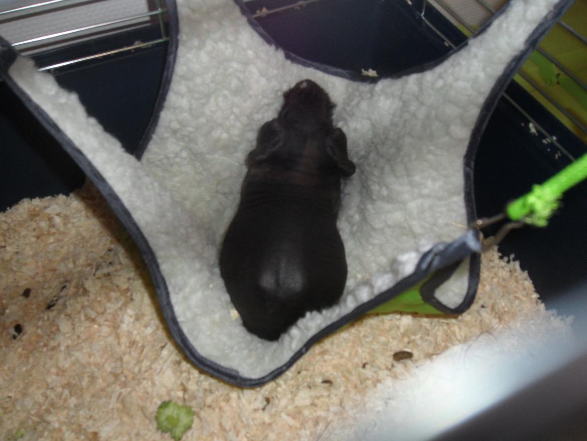 Marsvin Flintstones Mulder billede 19