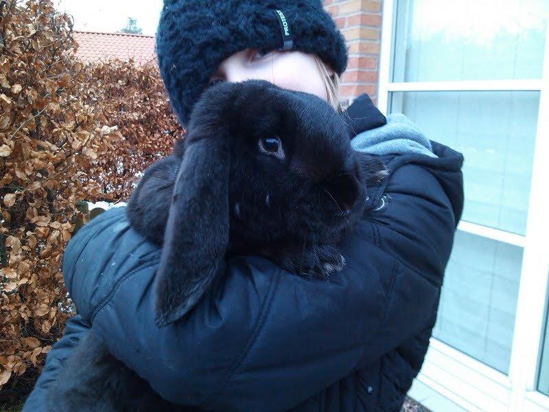 Kanin Romle billede 4