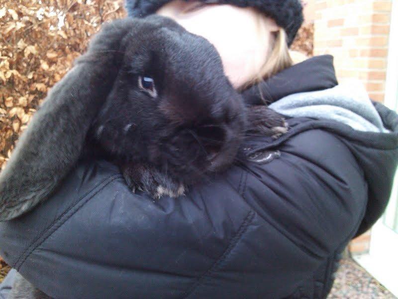 Kanin Romle - NYT billede 6