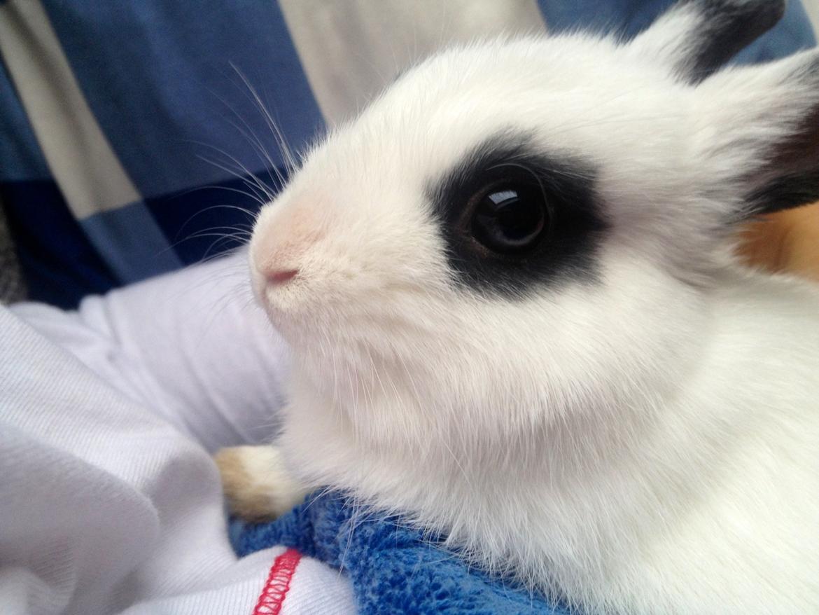 Kanin Jay - Lille Jay som elsker at blive kælet!  billede 2