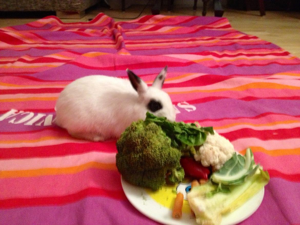 Kanin Jay - Jay er en luksuskanin. Han får varieret kost! billede 3