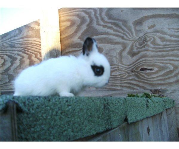 Kanin Jay - Jay 1 uge gammel. billede 1